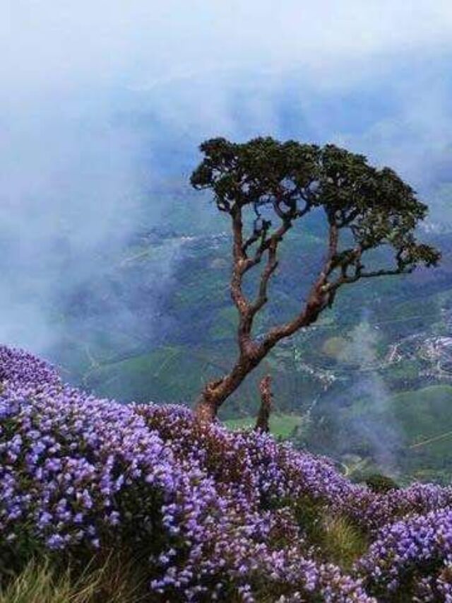 Blue hill Munnar Kerala
