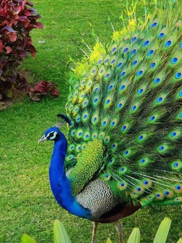 Peacock Bird Colorful - Free photo on Pixabay (1)